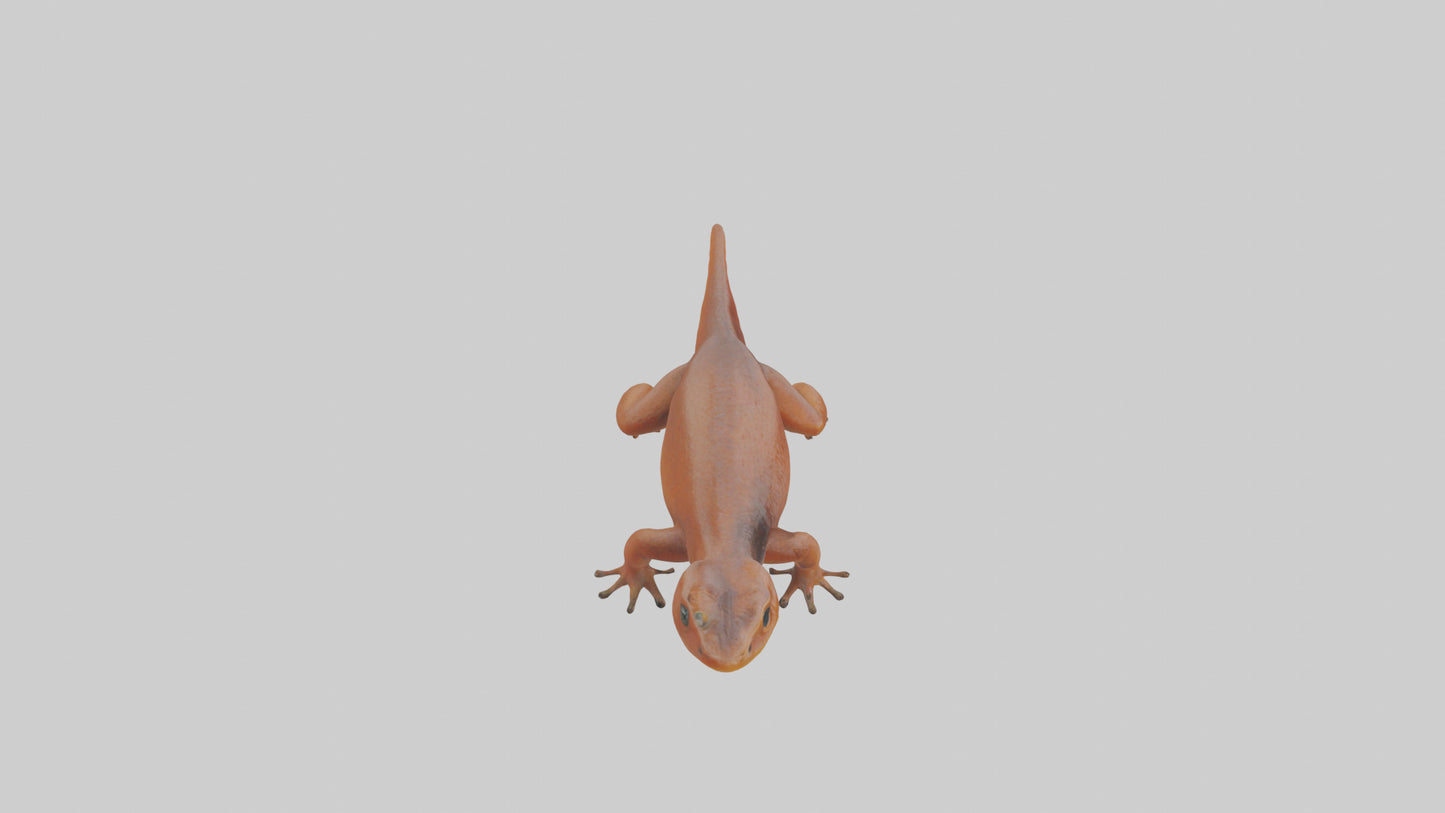 Eastern Newt crawling model VR / AR / low-poly