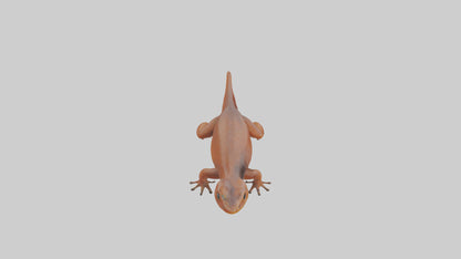Eastern Newt crawling model VR / AR / low-poly