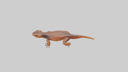 Eastern Newt crawling model VR / AR / low-poly