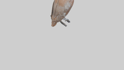 Eastern Screech Owl Sitting Model 3D model