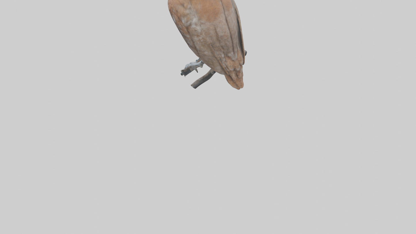 Eastern Screech Owl Sitting Model 3D model