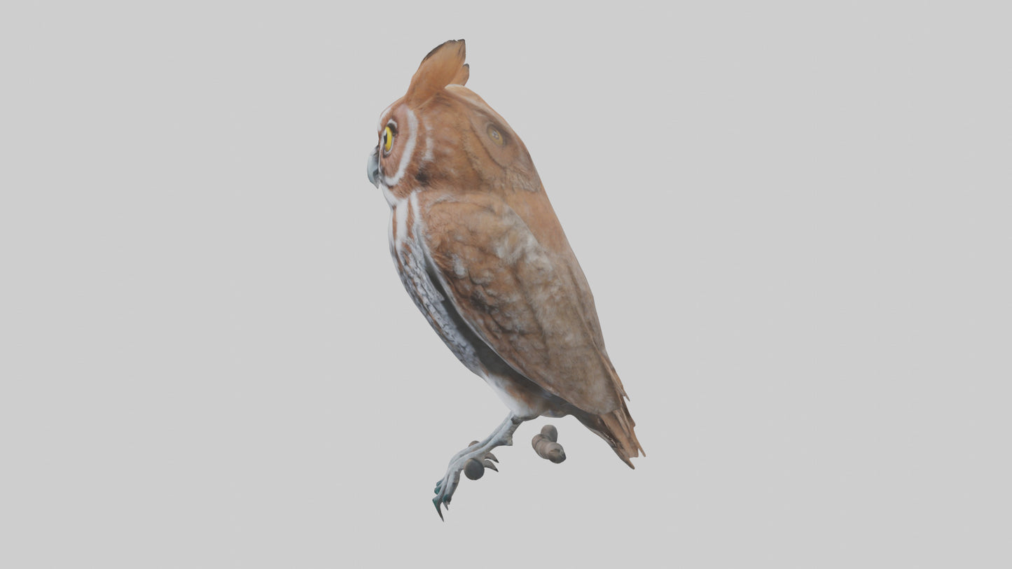 Eastern Screech Owl Sitting Model 3D model