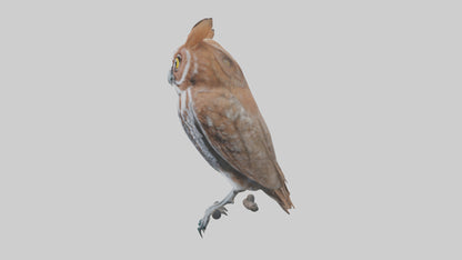 Eastern Screech Owl Sitting Model 3D model