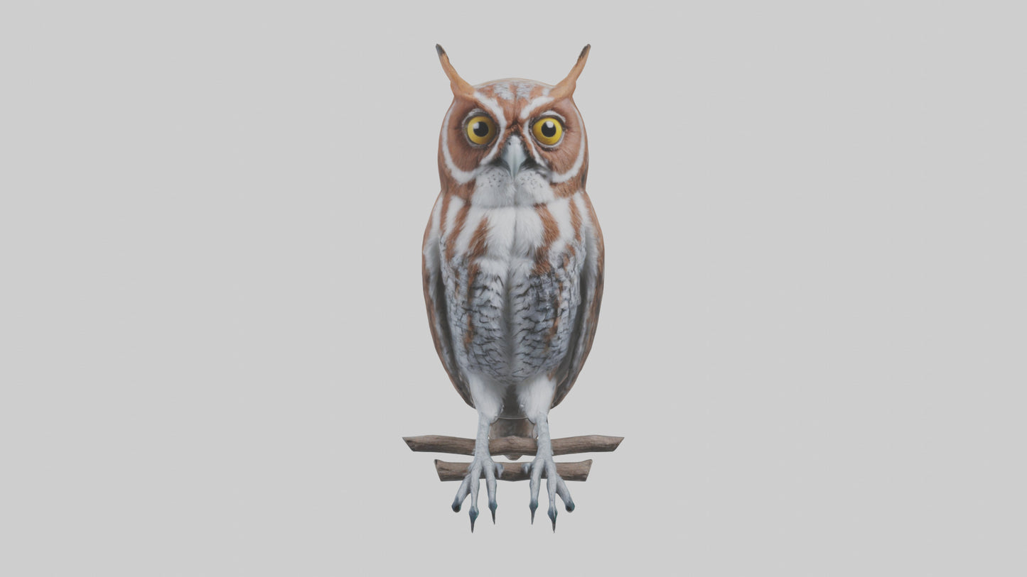 Eastern Screech Owl Sitting Model 3D model