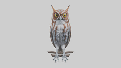 Eastern Screech Owl Sitting Model 3D model