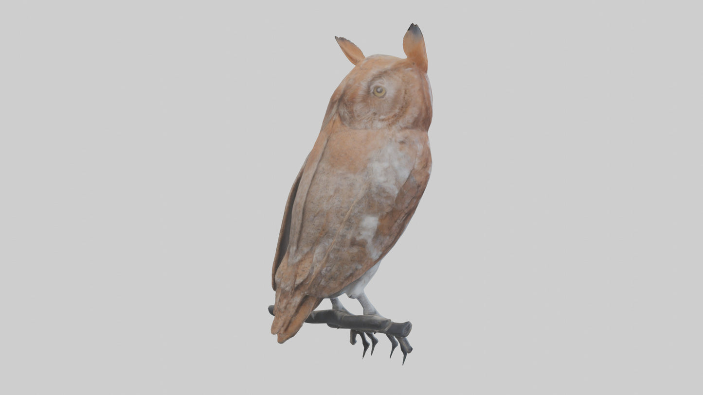Eastern Screech Owl Sitting Model 3D model