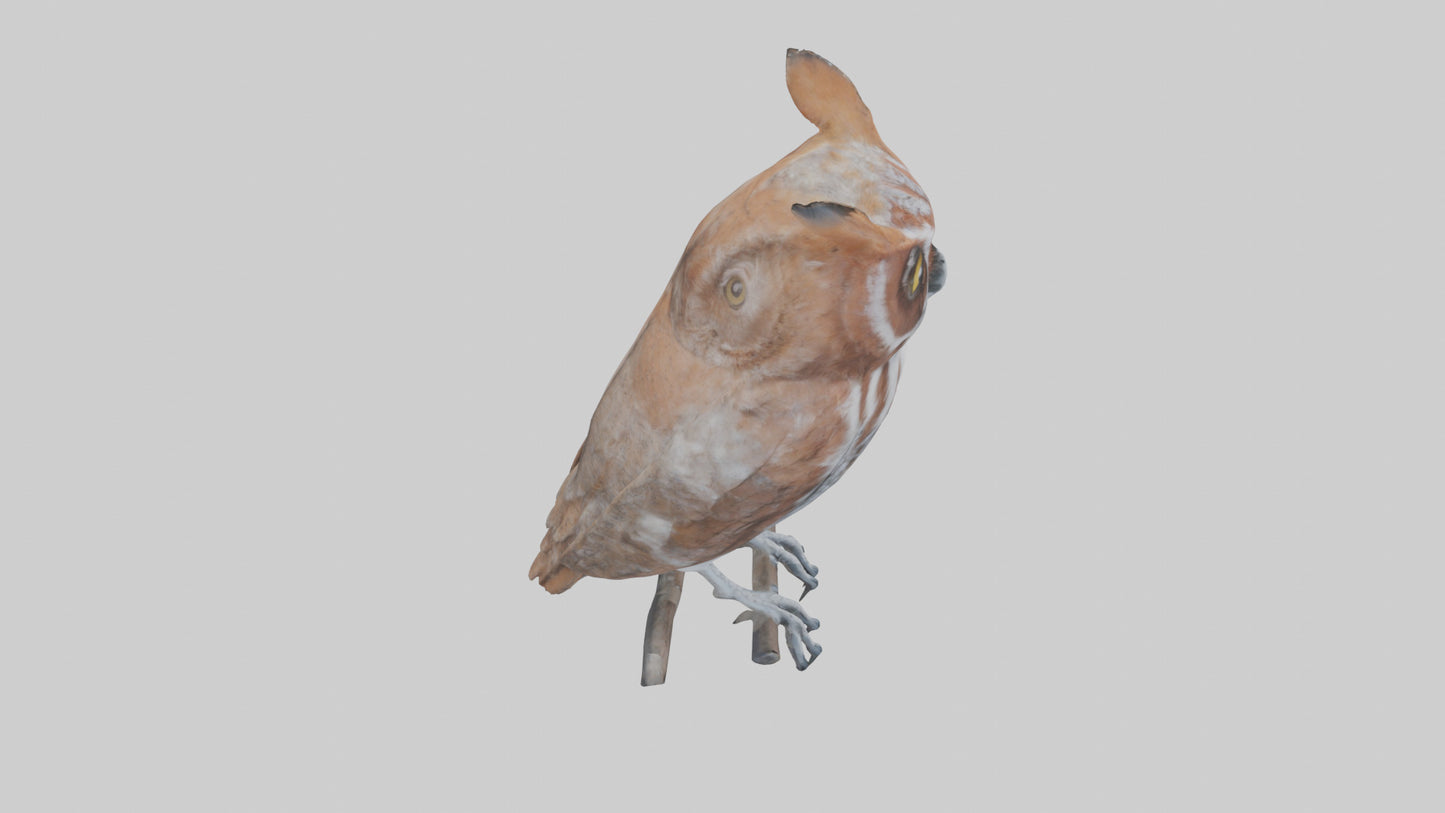 Eastern Screech Owl Sitting Model 3D model