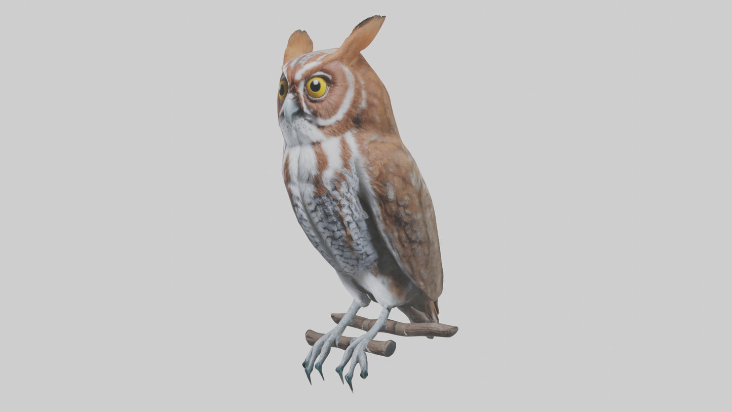 Eastern Screech Owl Sitting Model 3D model