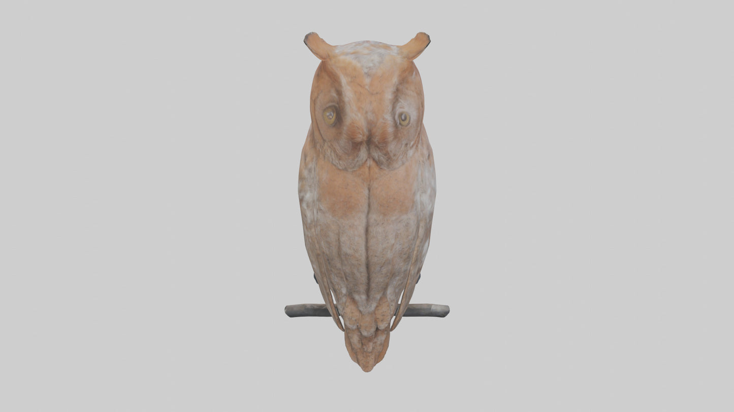 Eastern Screech Owl Sitting Model 3D model