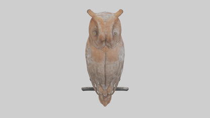 Eastern Screech Owl Sitting Model 3D model