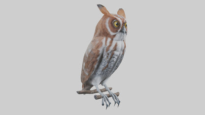 Eastern Screech Owl Sitting Model 3D model