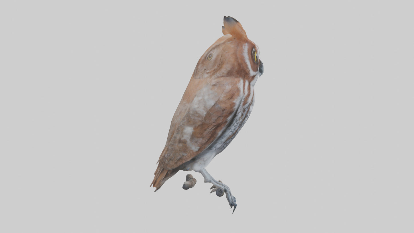 Eastern Screech Owl Sitting Model 3D model
