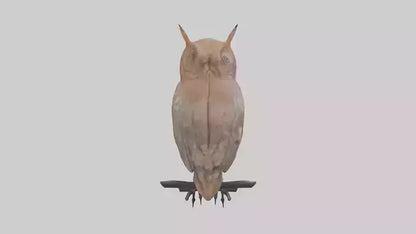Eastern Screech Owl Sitting Model 3D model