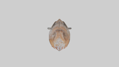Eastern Screech Owl Sitting Model 3D model