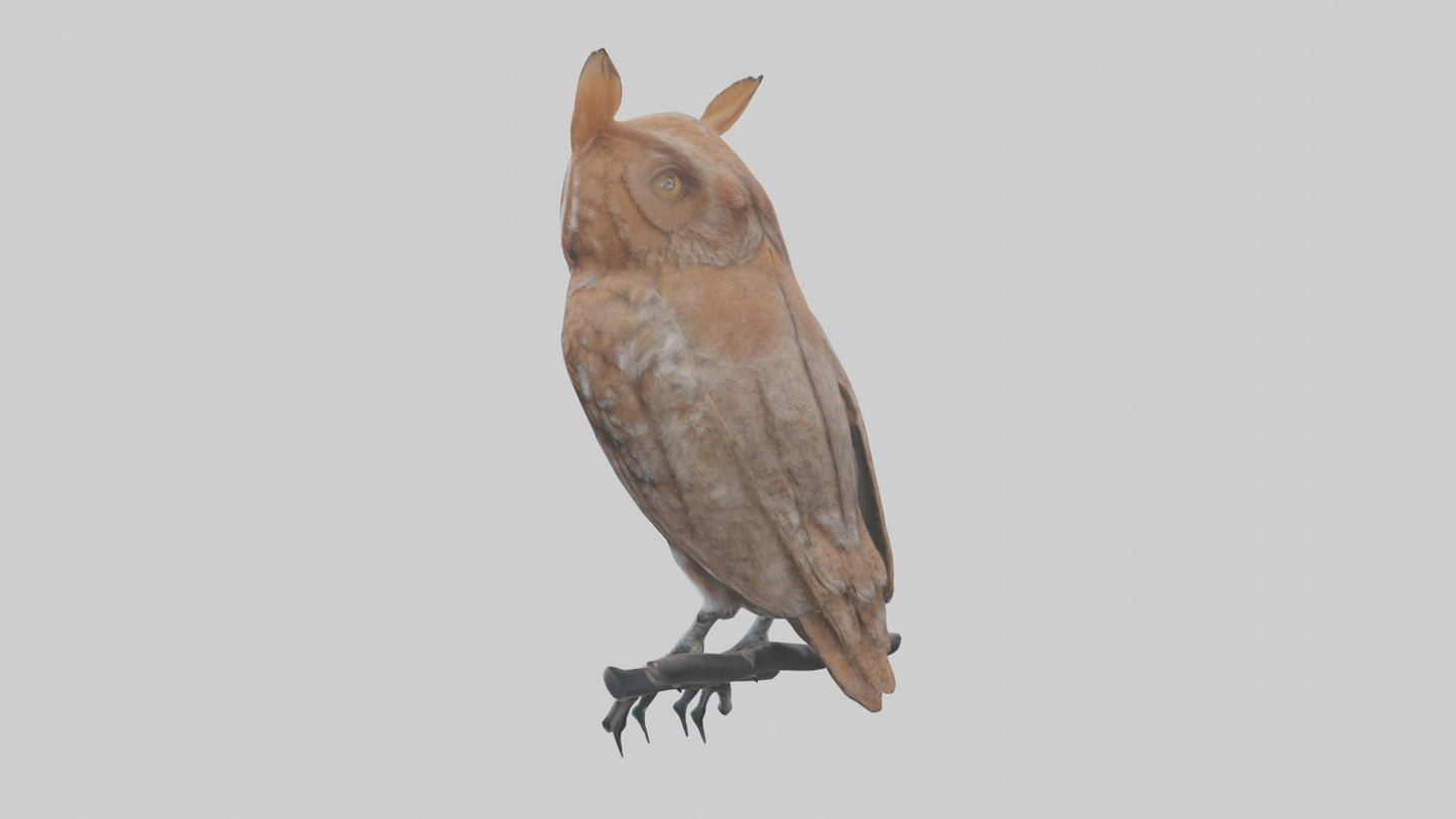 Eastern Screech Owl Sitting Model 3D model