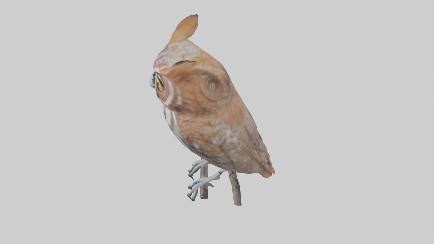 Eastern Screech Owl Sitting Model 3D model