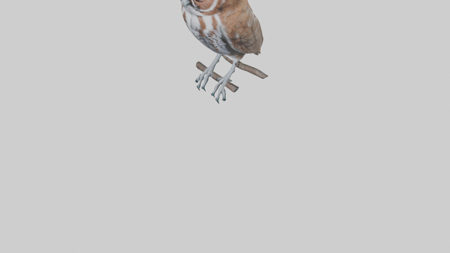Eastern Screech Owl Sitting Model 3D model