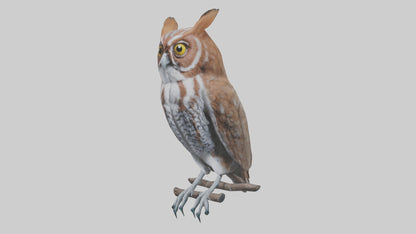 Eastern Screech Owl Sitting Model 3D model