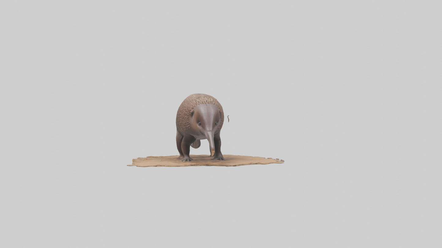 3D model Echidna burrowing model VR / AR / low-poly