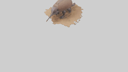 3D model Echidna burrowing model VR / AR / low-poly