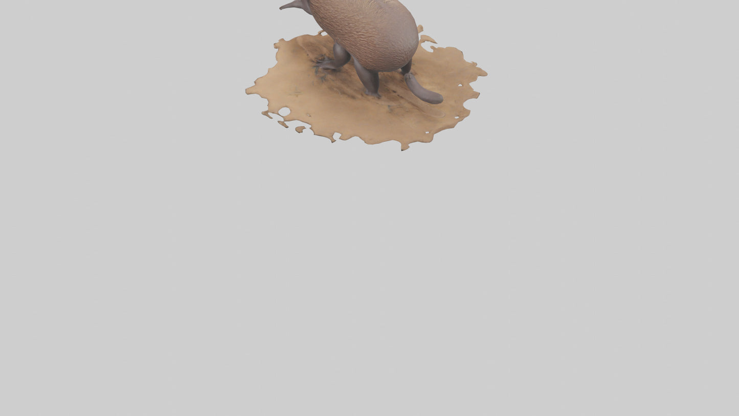 3D model Echidna burrowing model VR / AR / low-poly