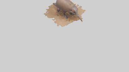 3D model Echidna burrowing model VR / AR / low-poly