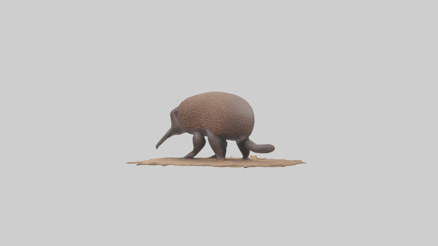 3D model Echidna burrowing model VR / AR / low-poly