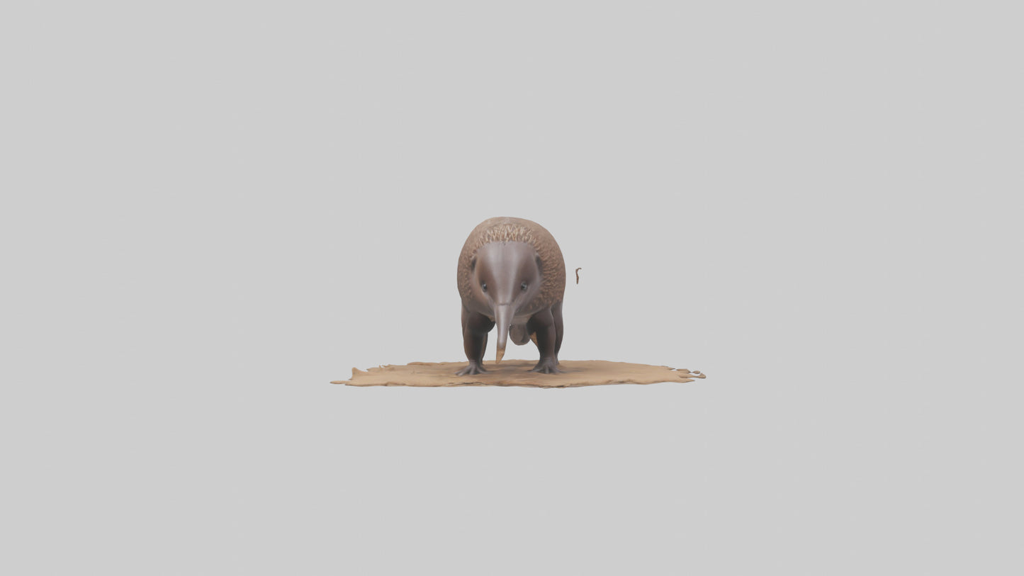 3D model Echidna burrowing model VR / AR / low-poly