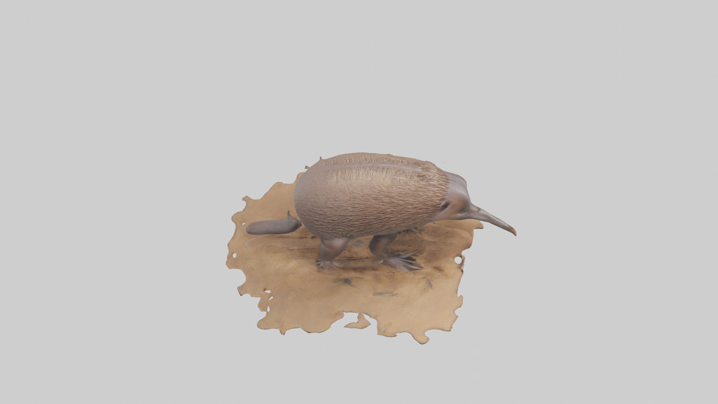 3D model Echidna burrowing model VR / AR / low-poly