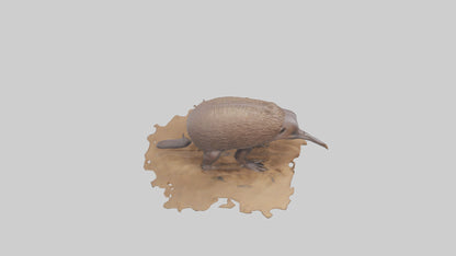 3D model Echidna burrowing model VR / AR / low-poly