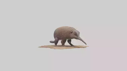 3D model Echidna burrowing model VR / AR / low-poly