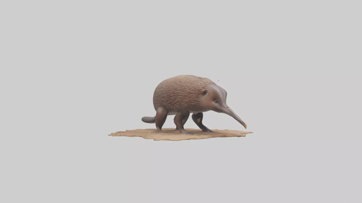 3D model Echidna burrowing model VR / AR / low-poly
