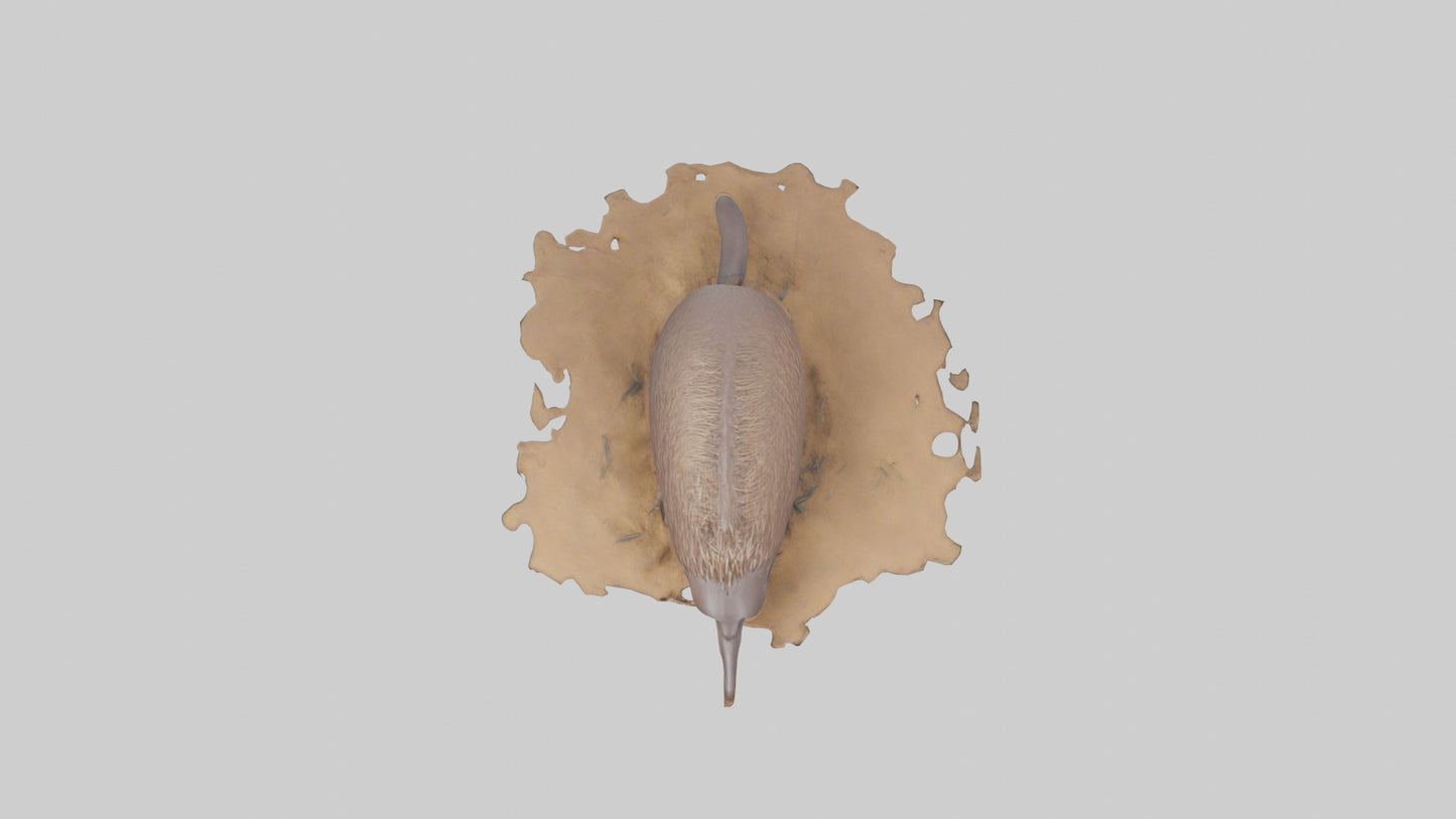 3D model Echidna burrowing model VR / AR / low-poly