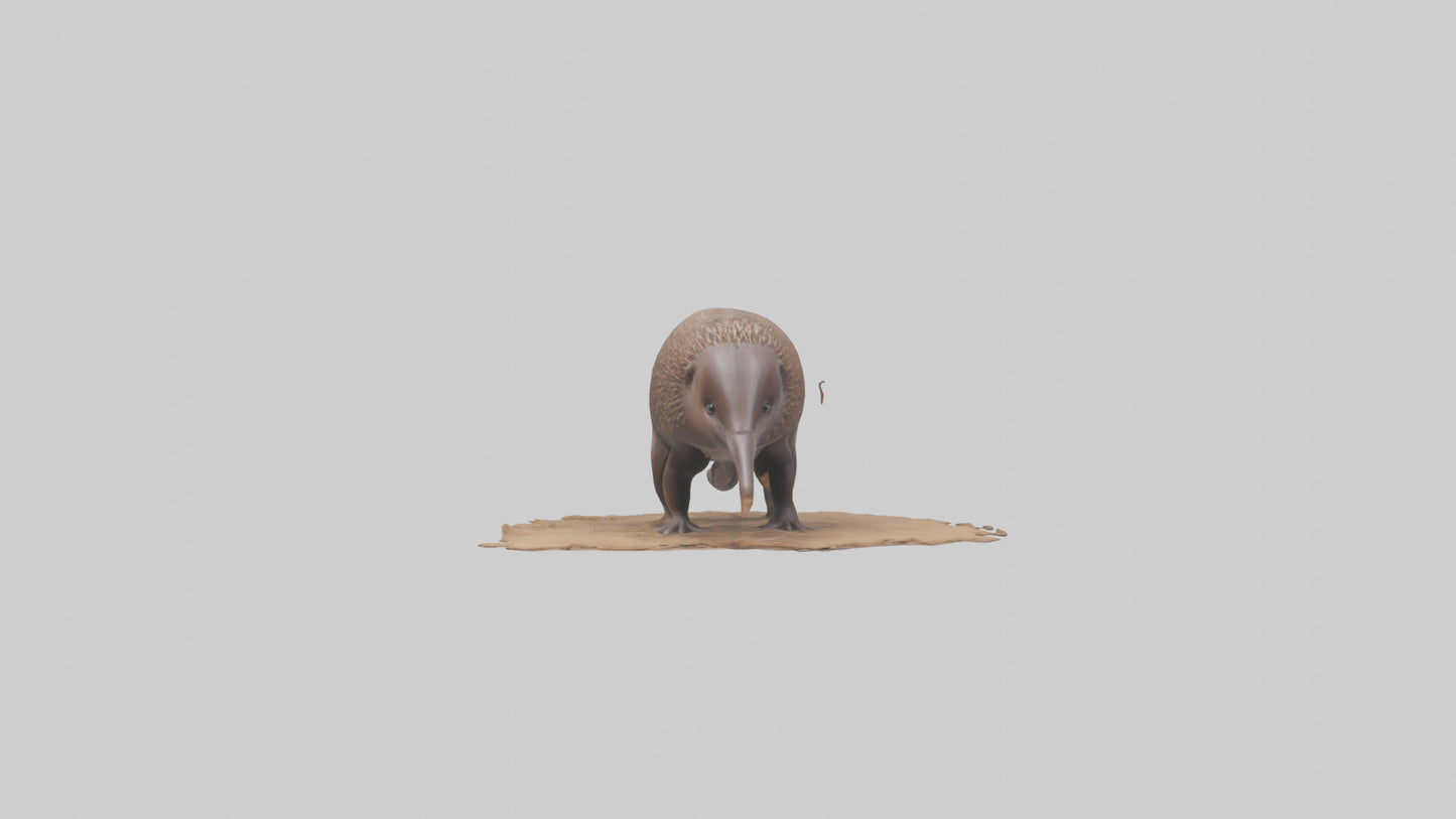 3D model Echidna burrowing model VR / AR / low-poly