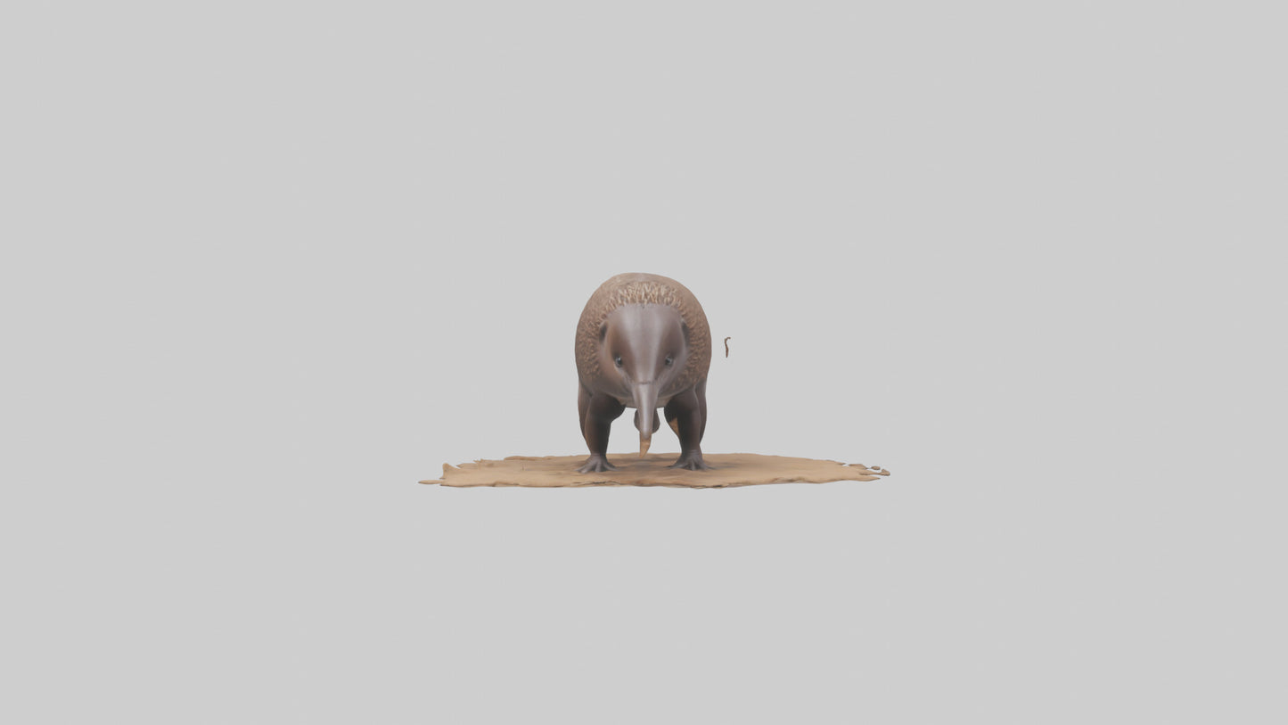 3D model Echidna burrowing model VR / AR / low-poly