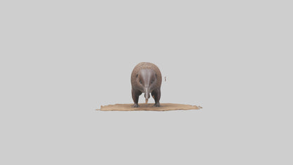3D model Echidna burrowing model VR / AR / low-poly