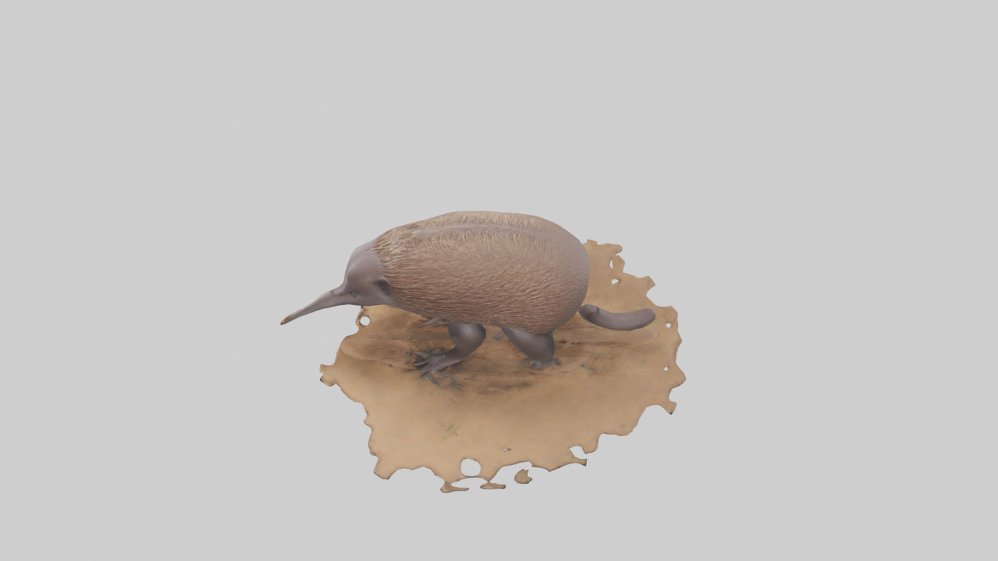 3D model Echidna burrowing model VR / AR / low-poly