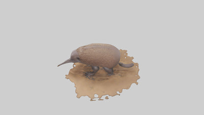 3D model Echidna burrowing model VR / AR / low-poly