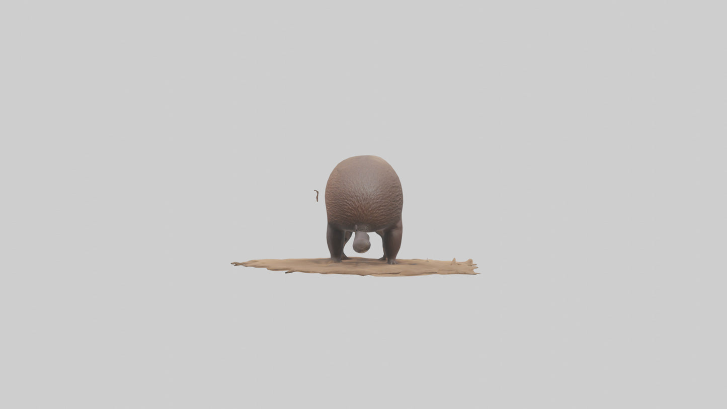 3D model Echidna burrowing model VR / AR / low-poly