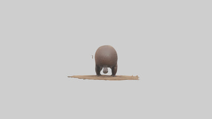 3D model Echidna burrowing model VR / AR / low-poly