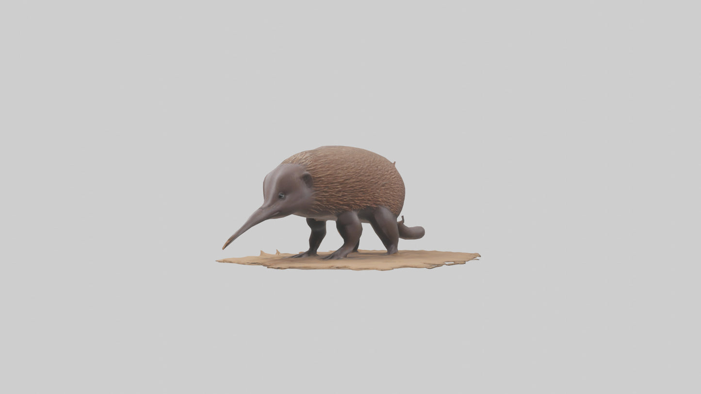 3D model Echidna burrowing model VR / AR / low-poly