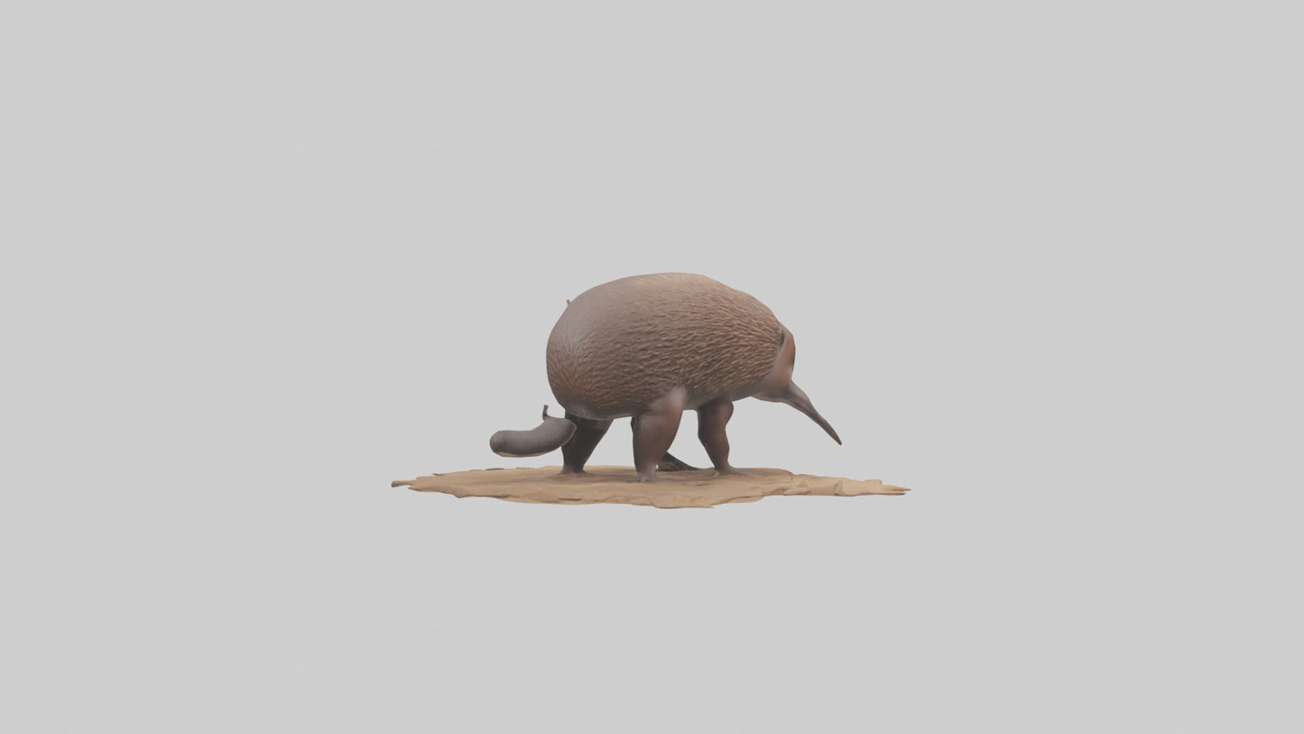 3D model Echidna burrowing model VR / AR / low-poly