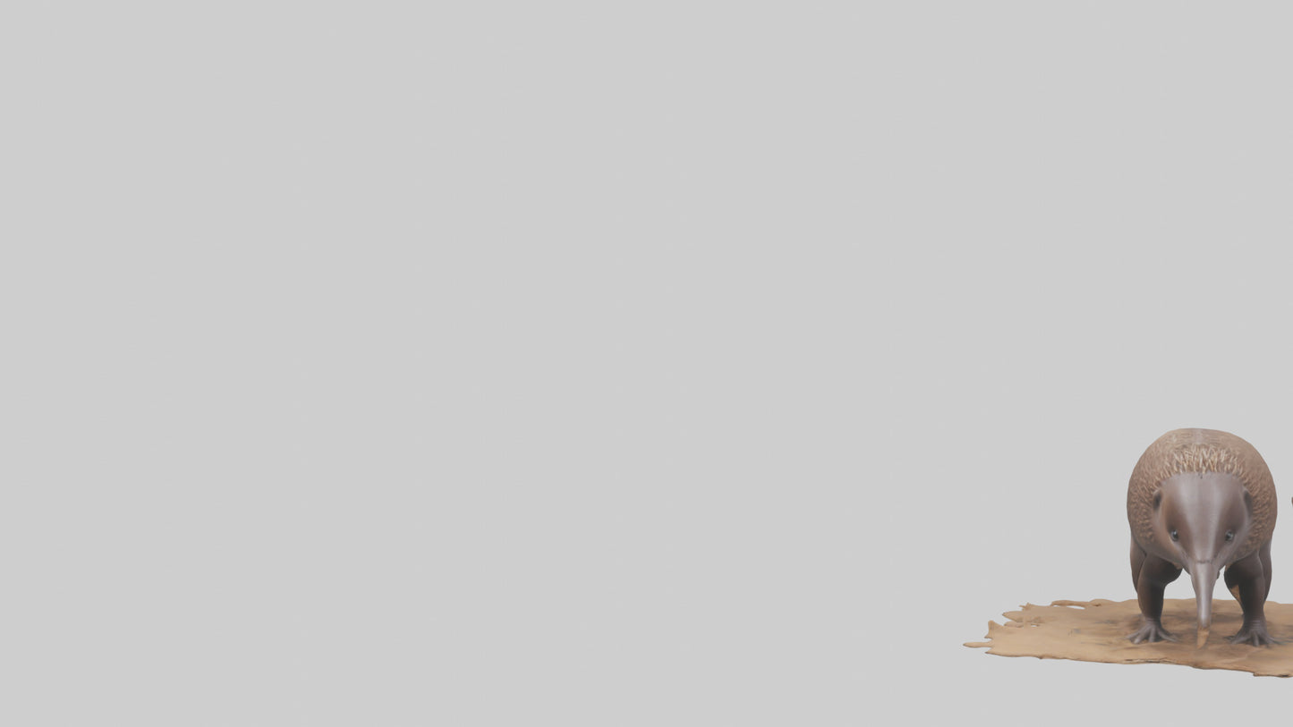 3D model Echidna burrowing model VR / AR / low-poly