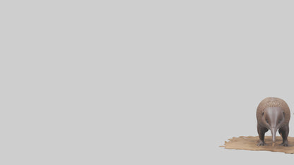 3D model Echidna burrowing model VR / AR / low-poly