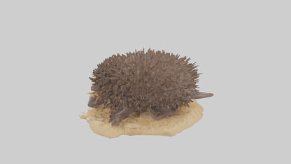 Echidna digging model 3D model