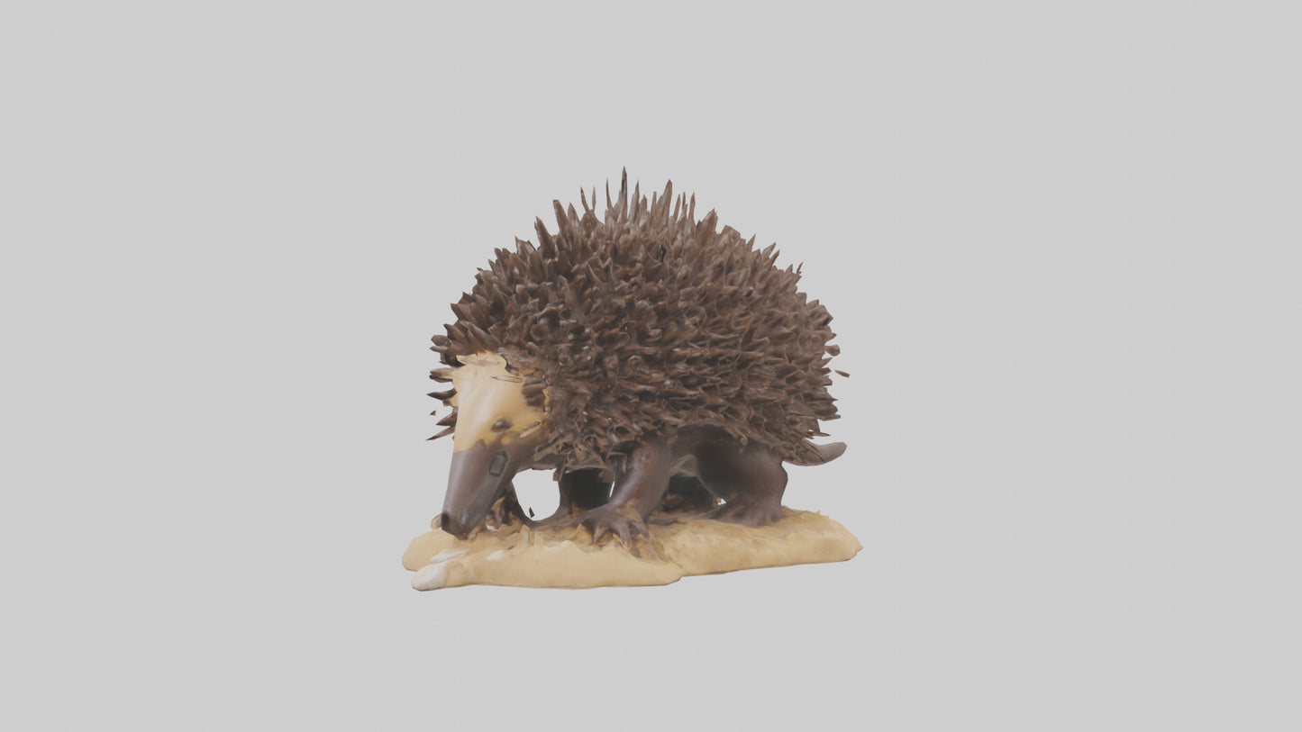 Echidna digging model 3D model