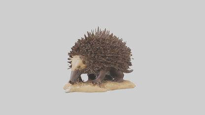Echidna digging model 3D model