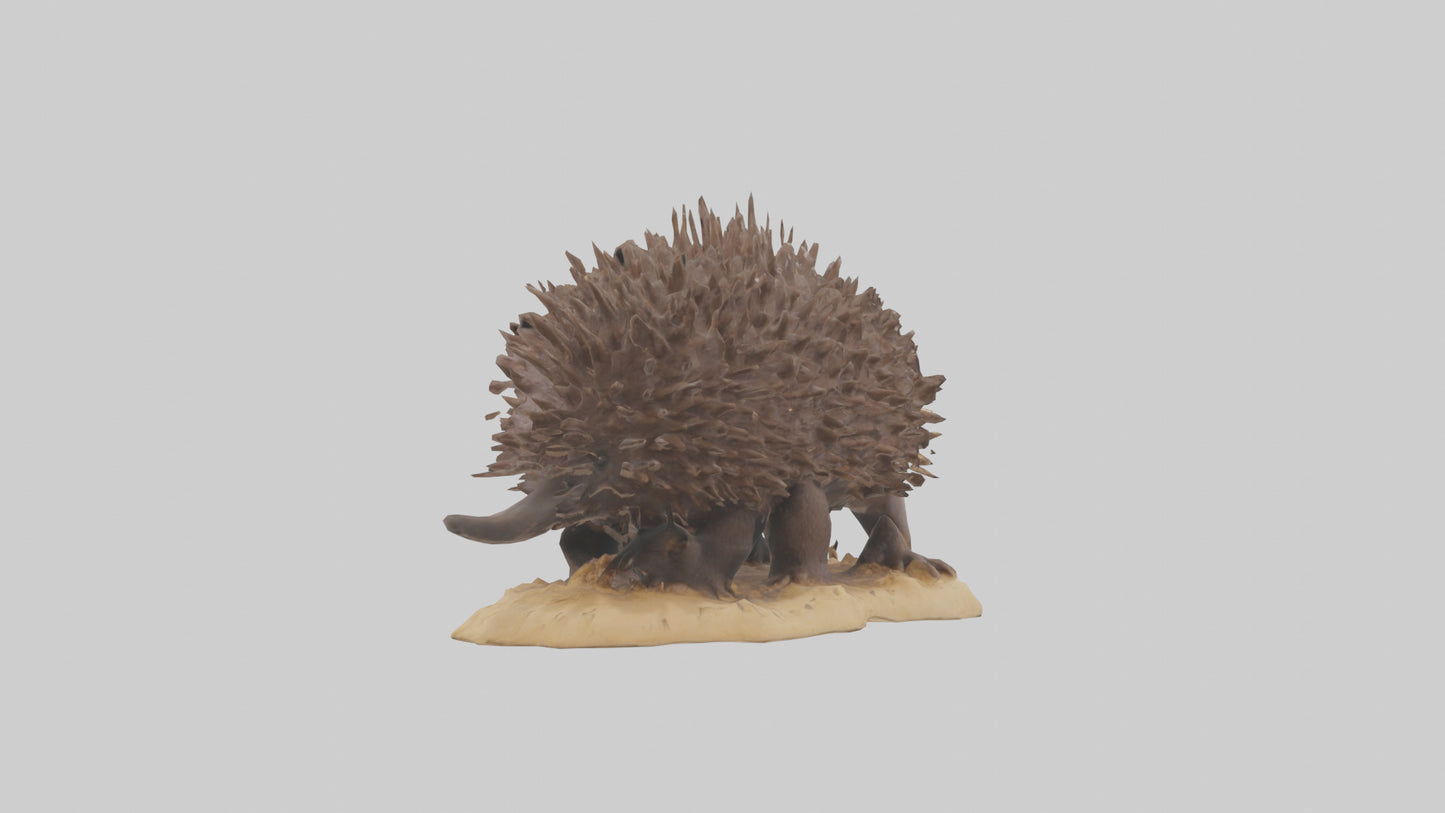 Echidna digging model 3D model