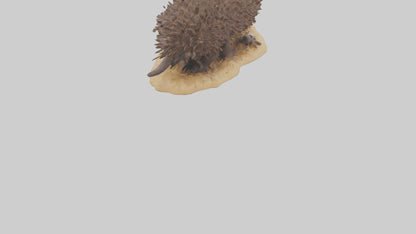 Echidna digging model 3D model