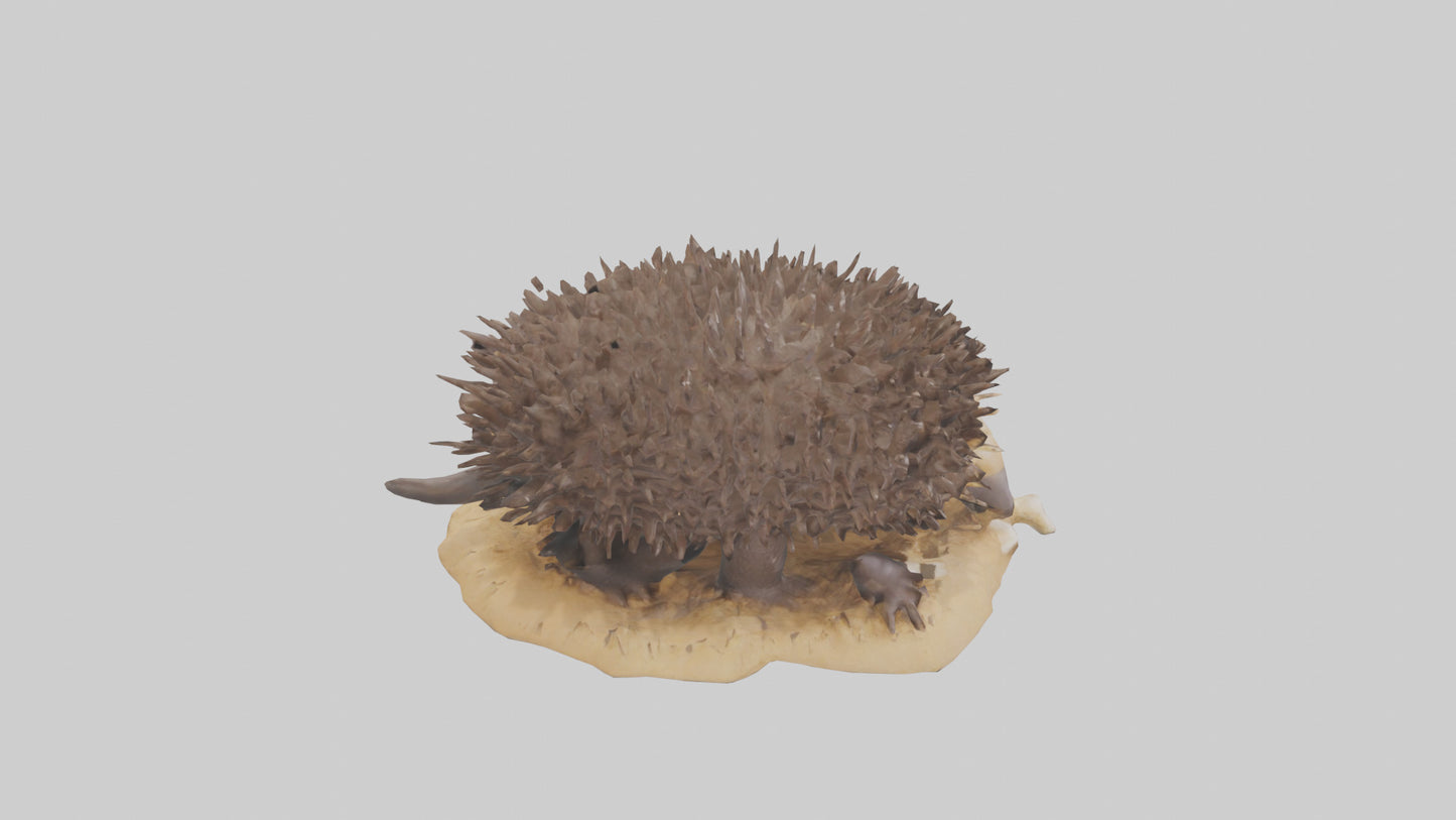 Echidna digging model 3D model
